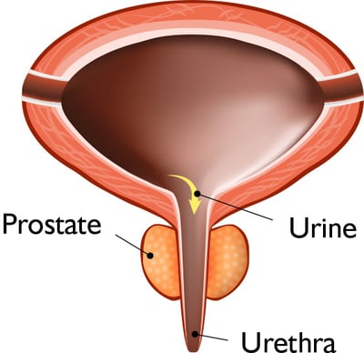 Diagram of a normal prostate Diagram of a normal prostate